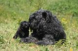 BOUVIER DES FLANDRES 488
